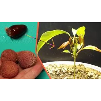 A1 Litchi Plant